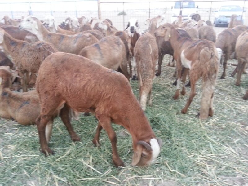 أغنام سواكني للبيع