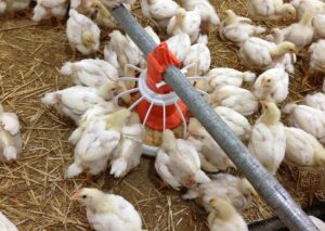 دراسة جدوى مشروع دواجن في السعودية