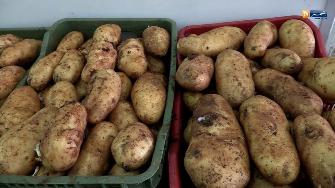 دراسة جدوى مشروع ثلاجة بطاطس