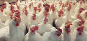 دراسة جدوى مشروع دواجن في السعودية