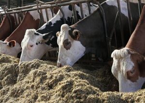 دراسة جدوى مصنع اعلاف في السعودية