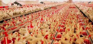 دراسة جدوى مصنع دجاج