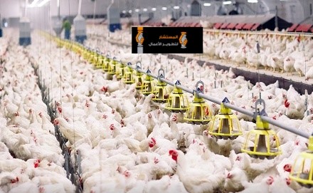دراسة جدوى مصنع دجاج..تعرف على السوق المنافس