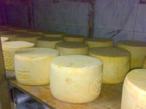 مشروع مصنع جبنة موزاريلا