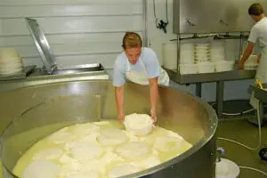 معدات تصنيع الجبن